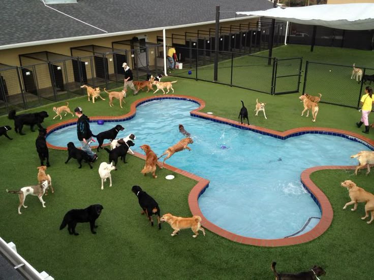 Outdoor play area for dogs with space to run