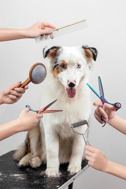 Professional dog grooming with scissors and comb