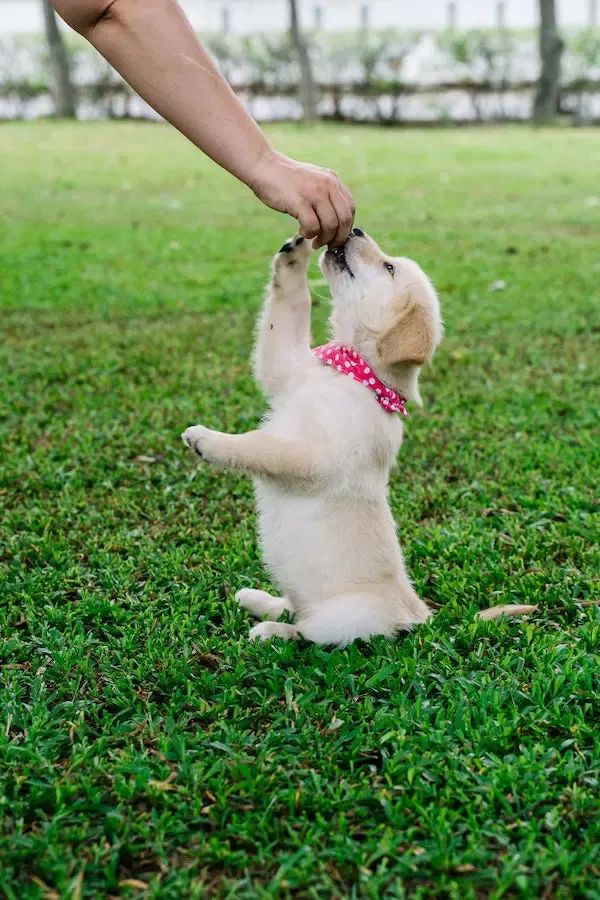 Puppy training with reward based learning
